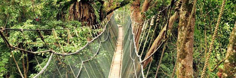 Pont suspendu de Taman Negara
