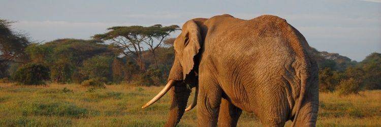 Vos activités safaris à Niassa