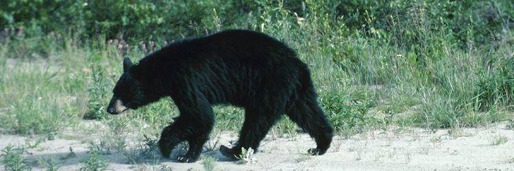 Tour en jeep pour observer les ours noirs et les castors