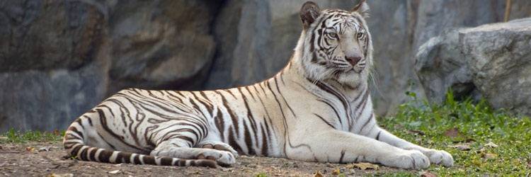 Visite du Zoo de Chiang Mai