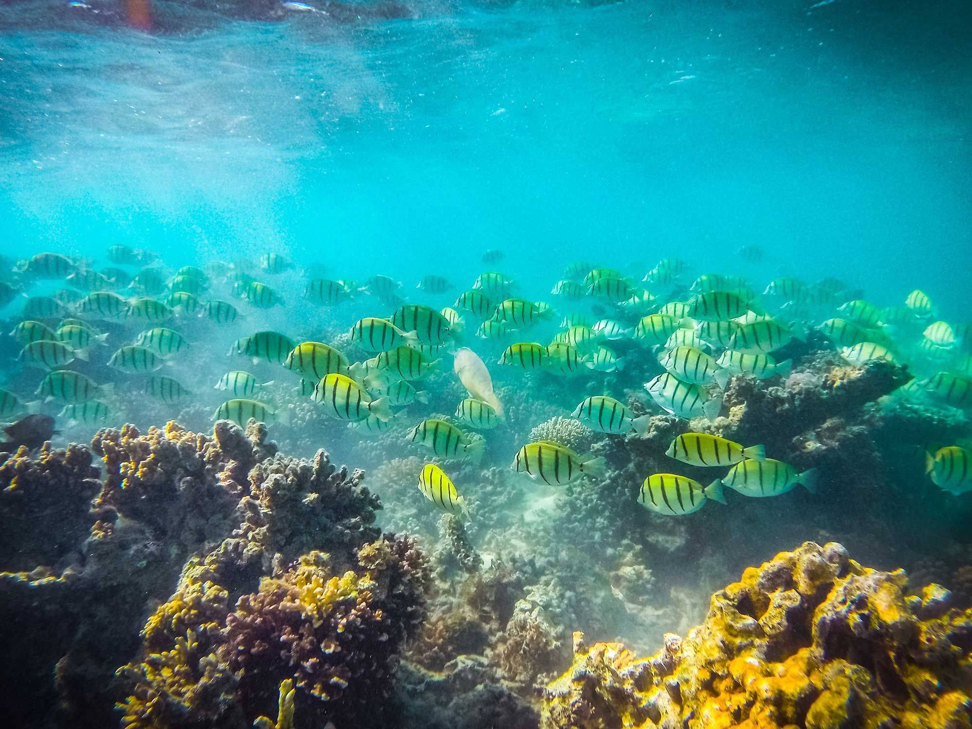 Croisière snorkeling sur Ningaloo Reef