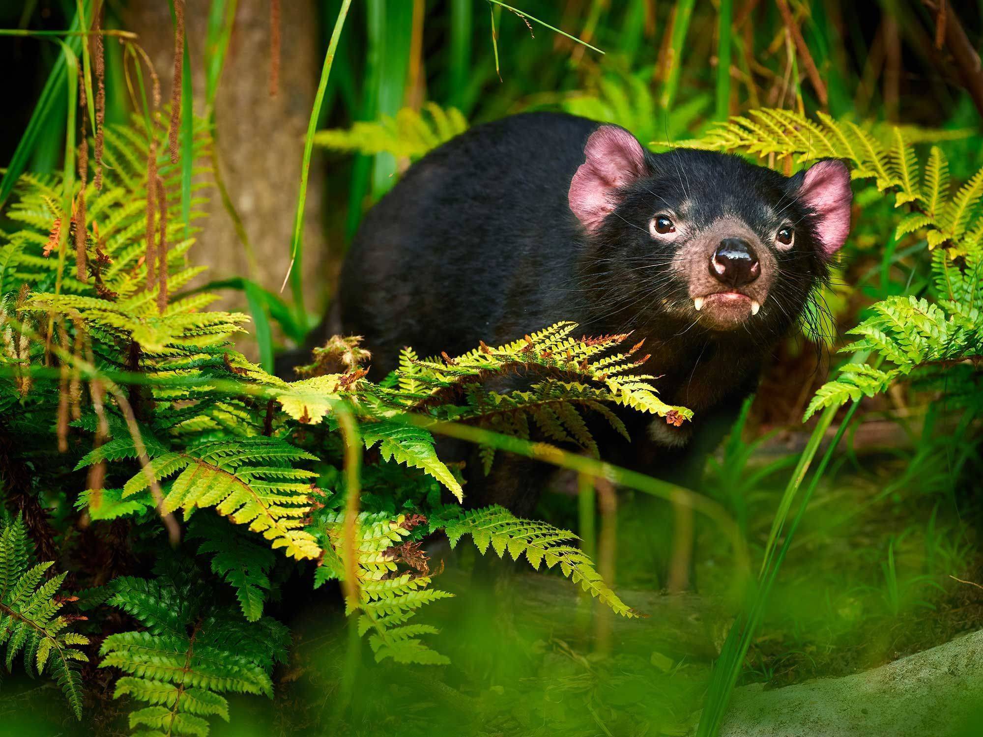 Entrée au Cradle Mountain Tasmanian Devil Sanctuary