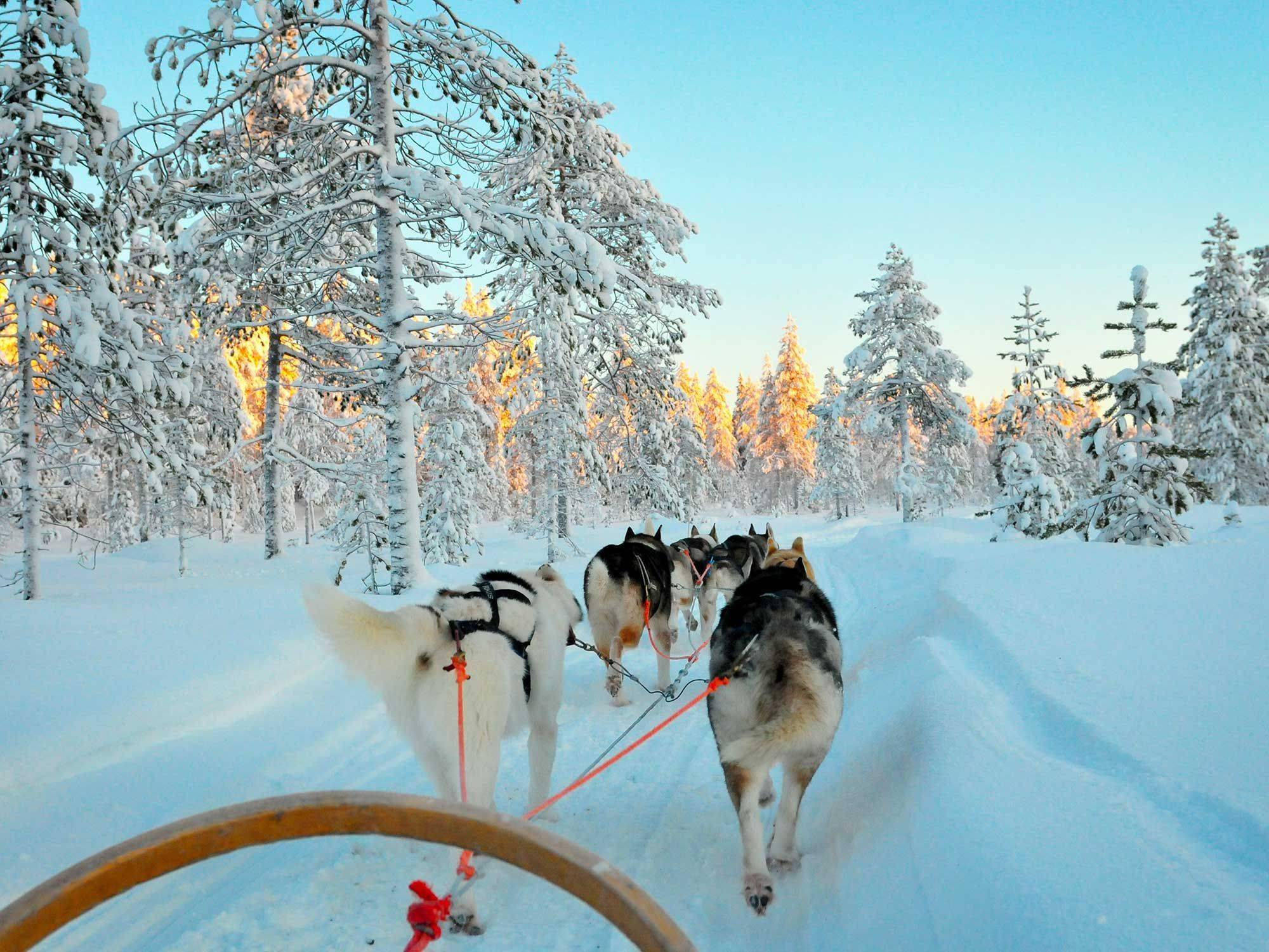 Sortie en chiens de traîneaux