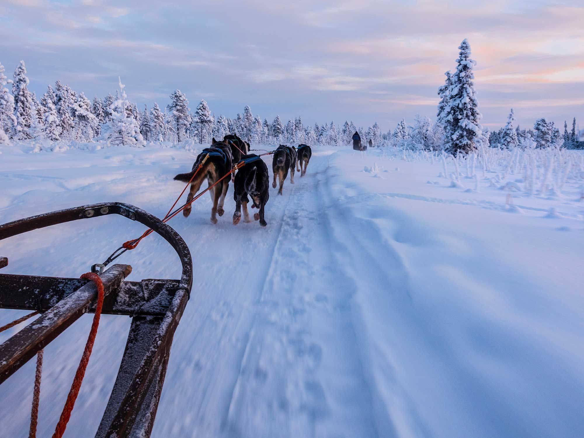 Sortie à chiens de traîneaux 