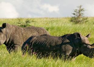 Lewa Wildlife Conservancy