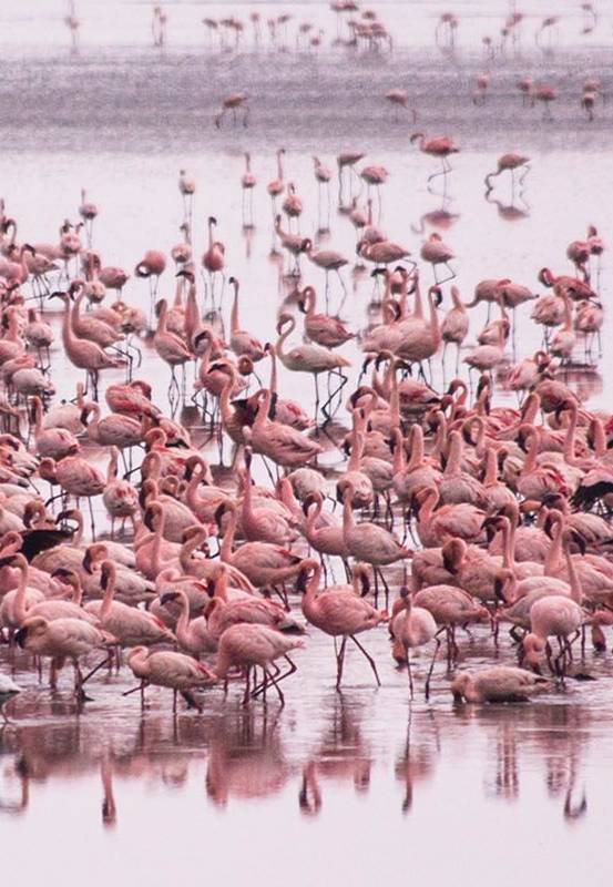 Parc de Manyara