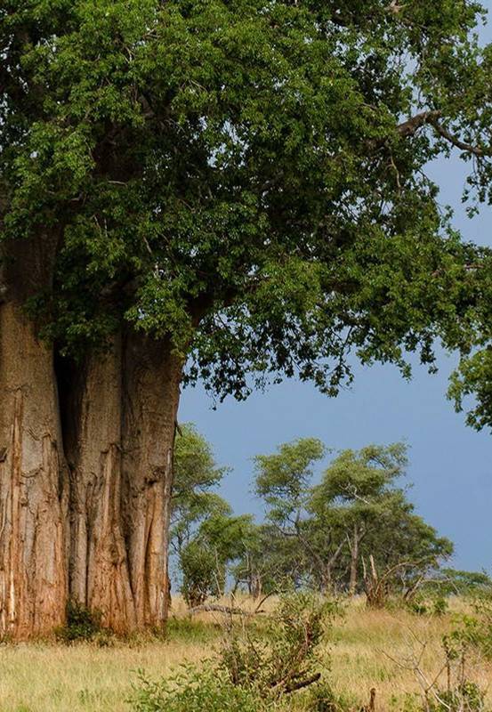 Parc de Tarangire