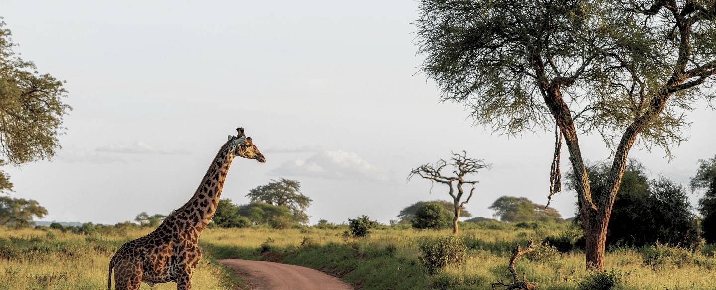 La meilleure période pour partir en Tanzanie