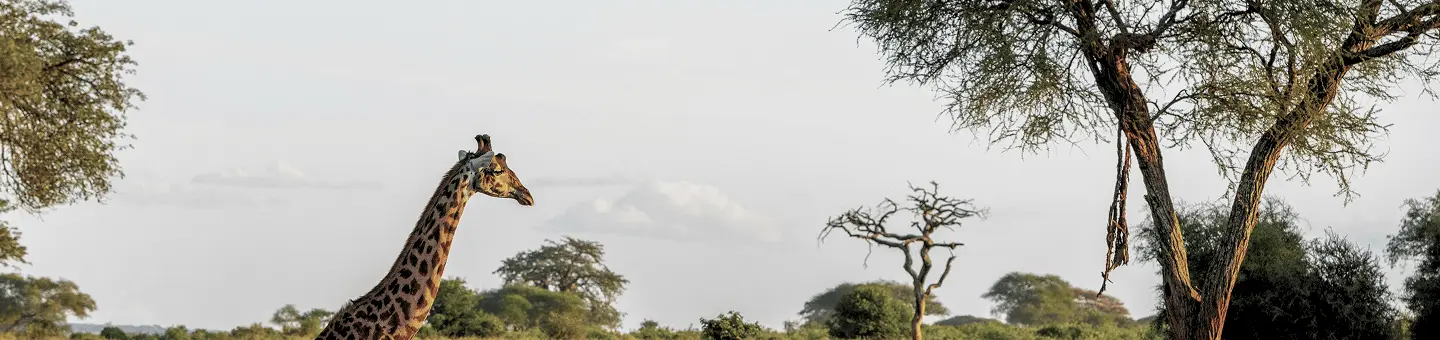 HL - Pays - NPM - Tanzanie