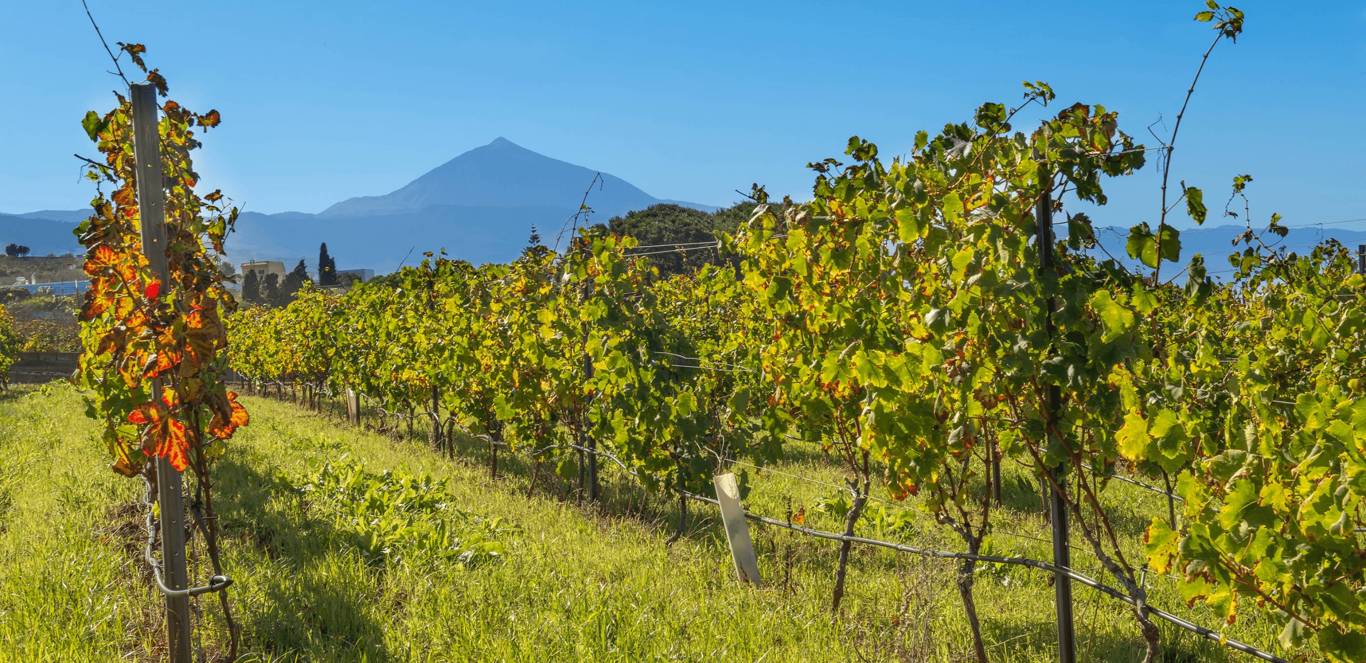 Terroir de Tenerife : bananeraie, vins volcaniques & gastronomie locale