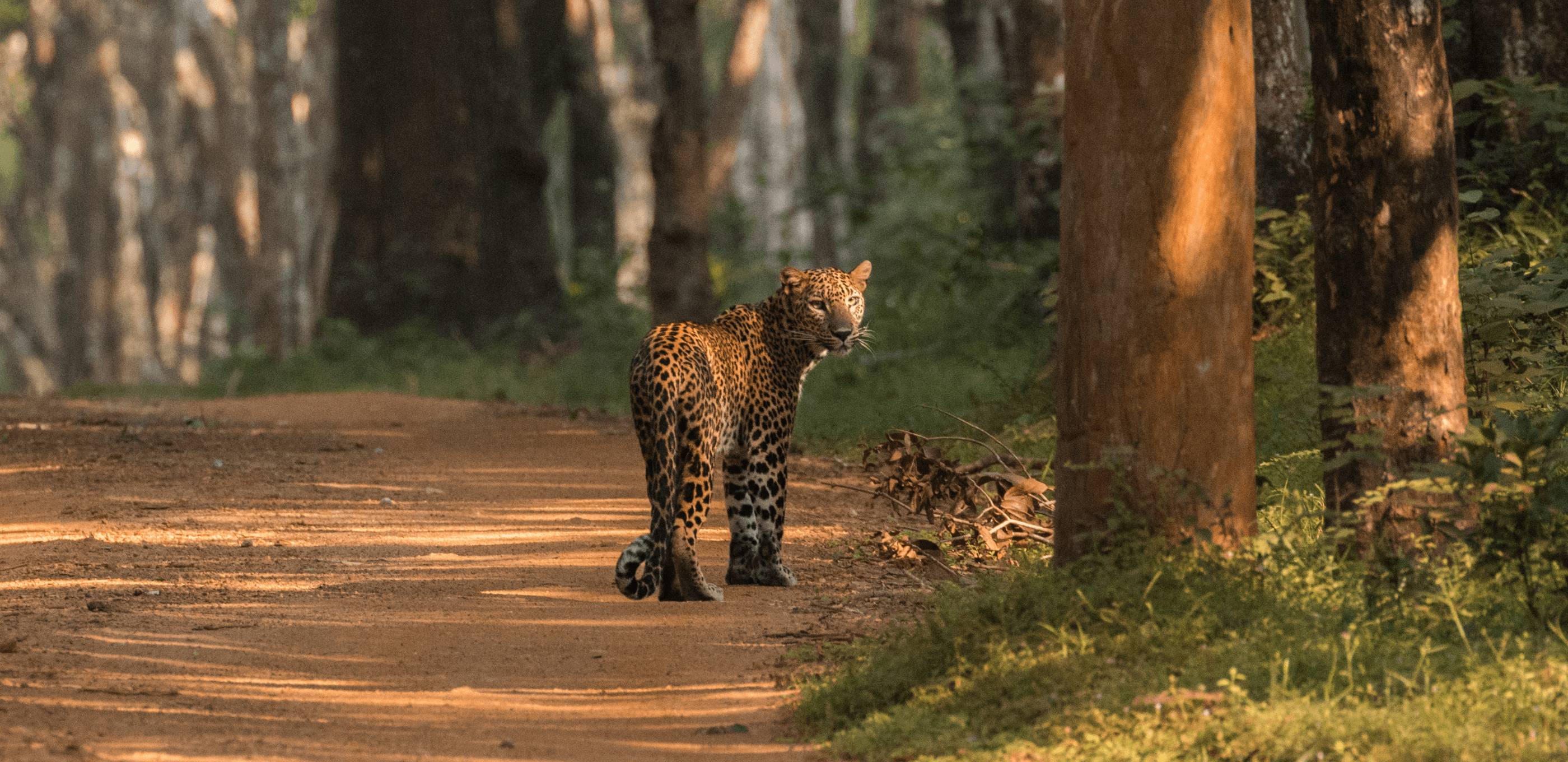Safari et sanctuaire bouddhiste