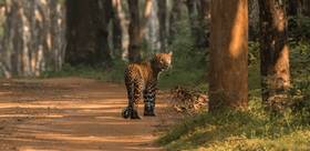 Safari et sanctuaire bouddhiste