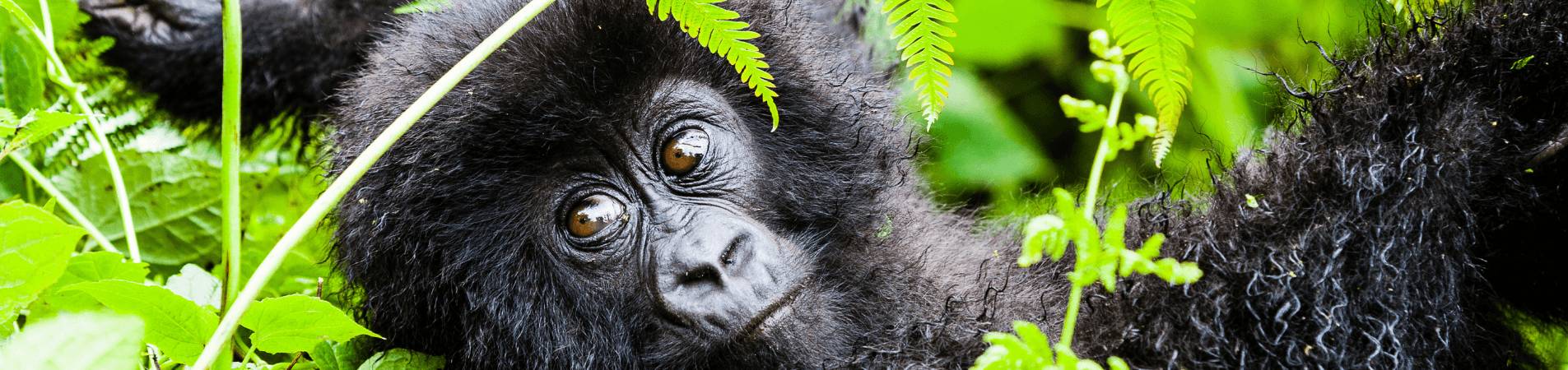 Quand partir en Ouganda