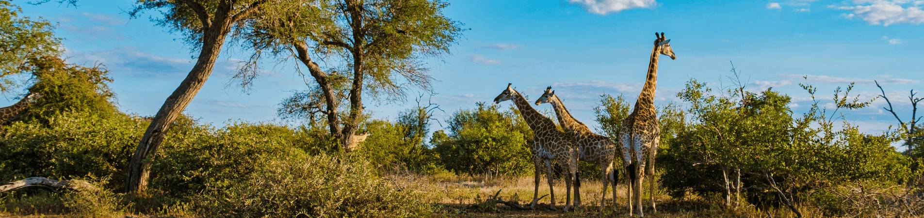 L'Afrique du Sud avec mes ados