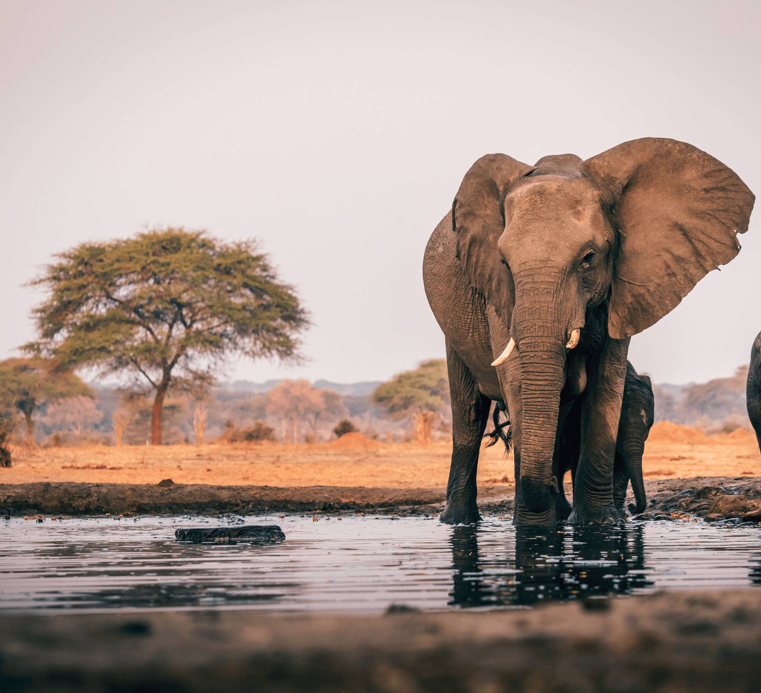 Botswana et Zimbabwe, sanctuaires des éléphants