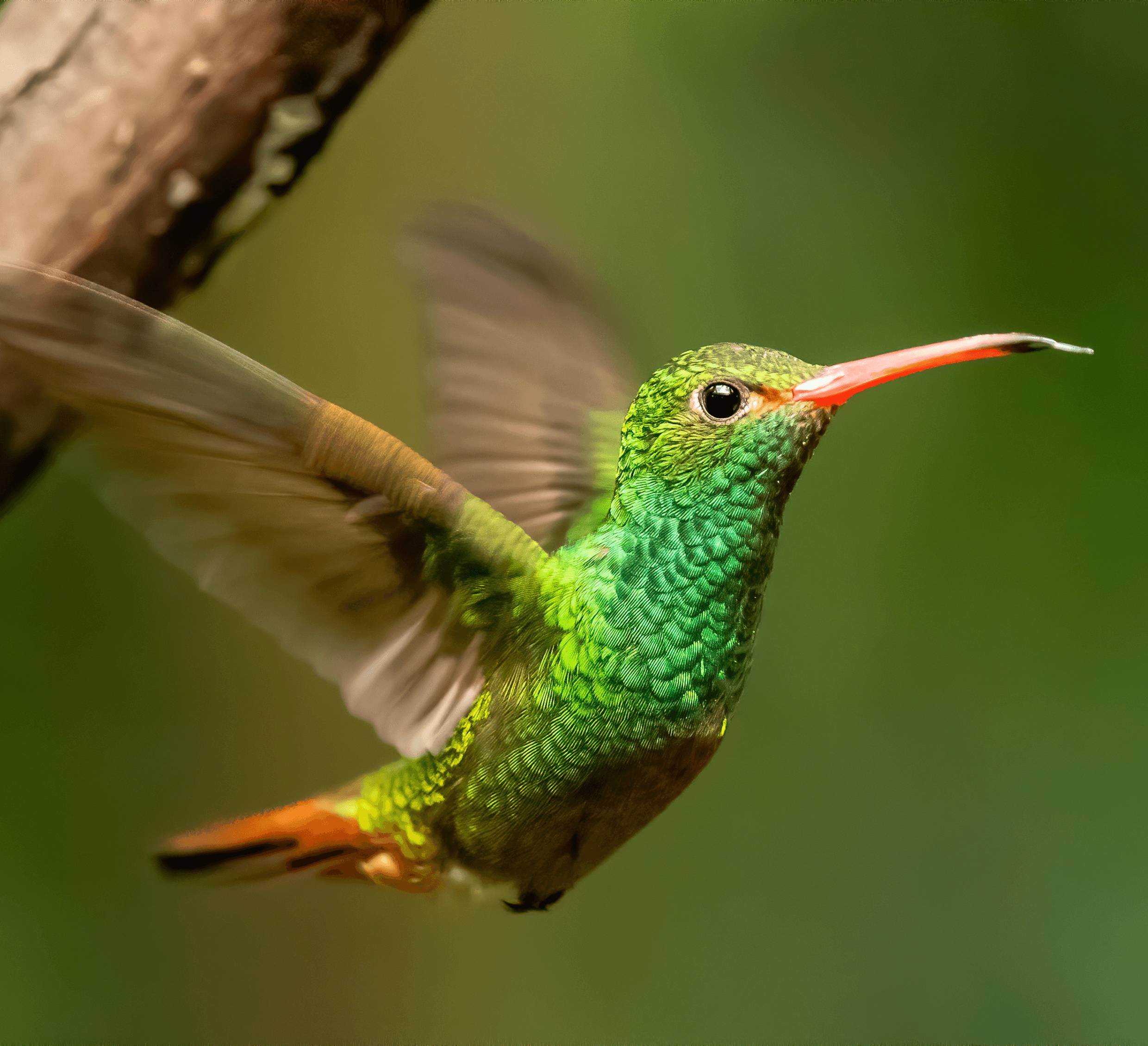 Équateur & Galapagos, entre traditions et nature