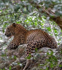 Le Sri Lanka, par monts et merveilles