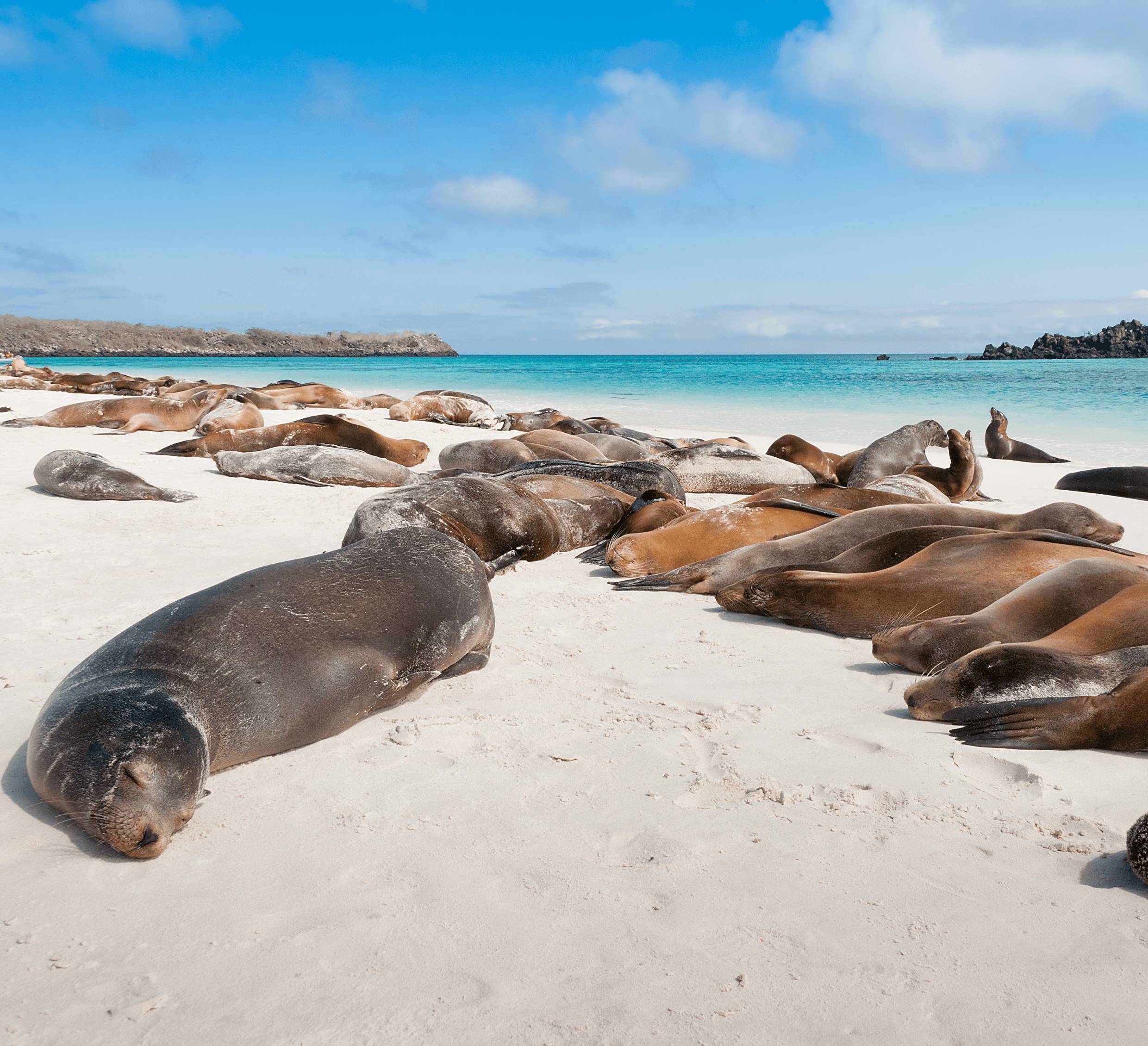 Pérou & Galapagos