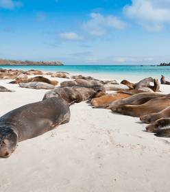 Pérou & Galapagos