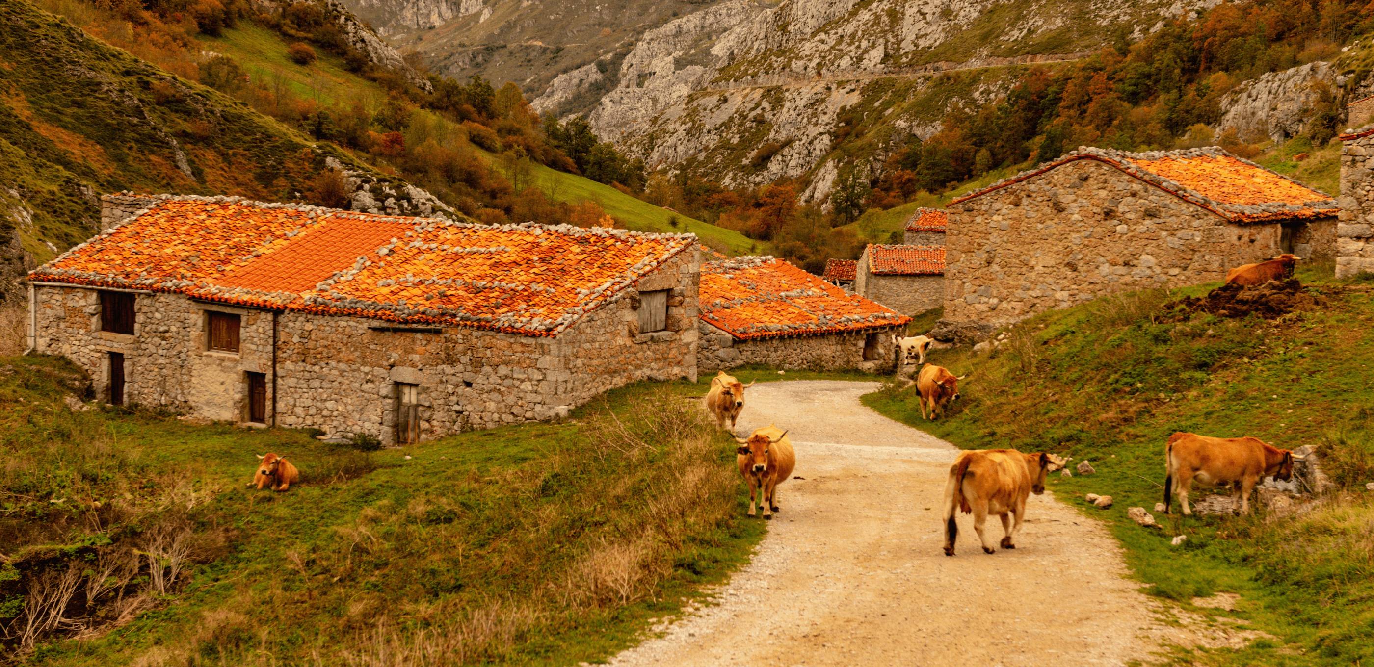 Randonnée et saveurs montagnardes