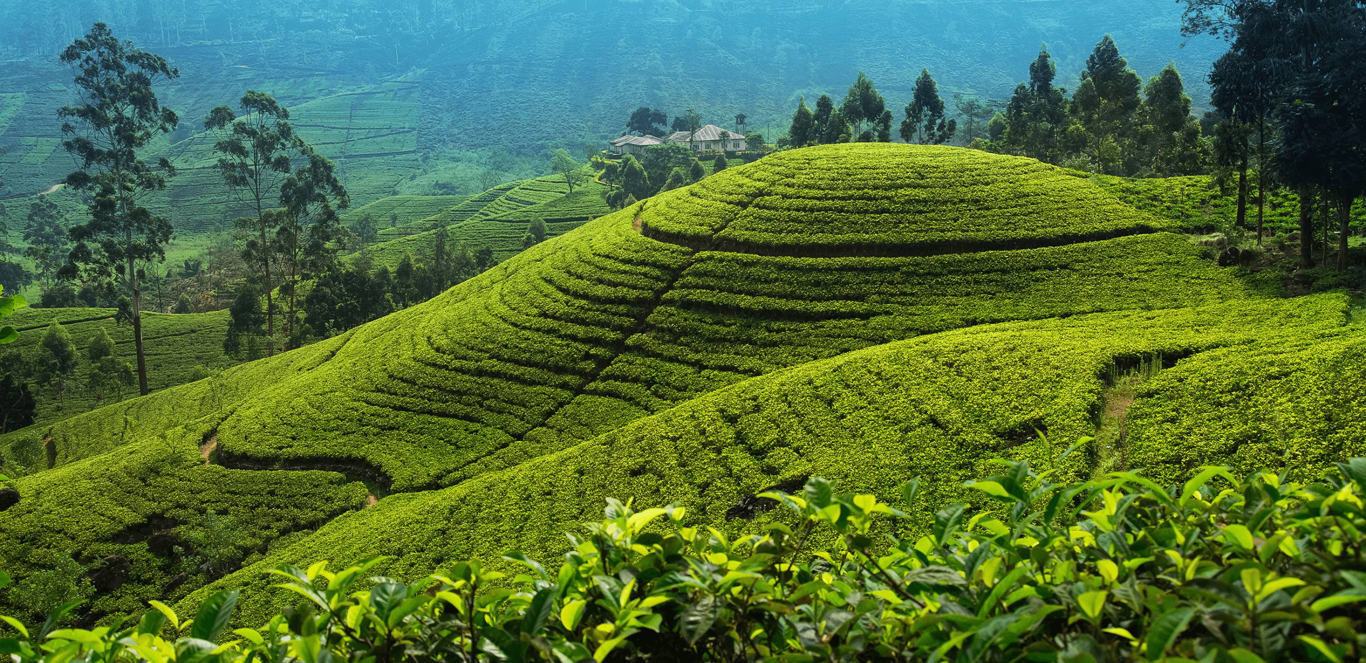 En train vers Nuwara Eliya !