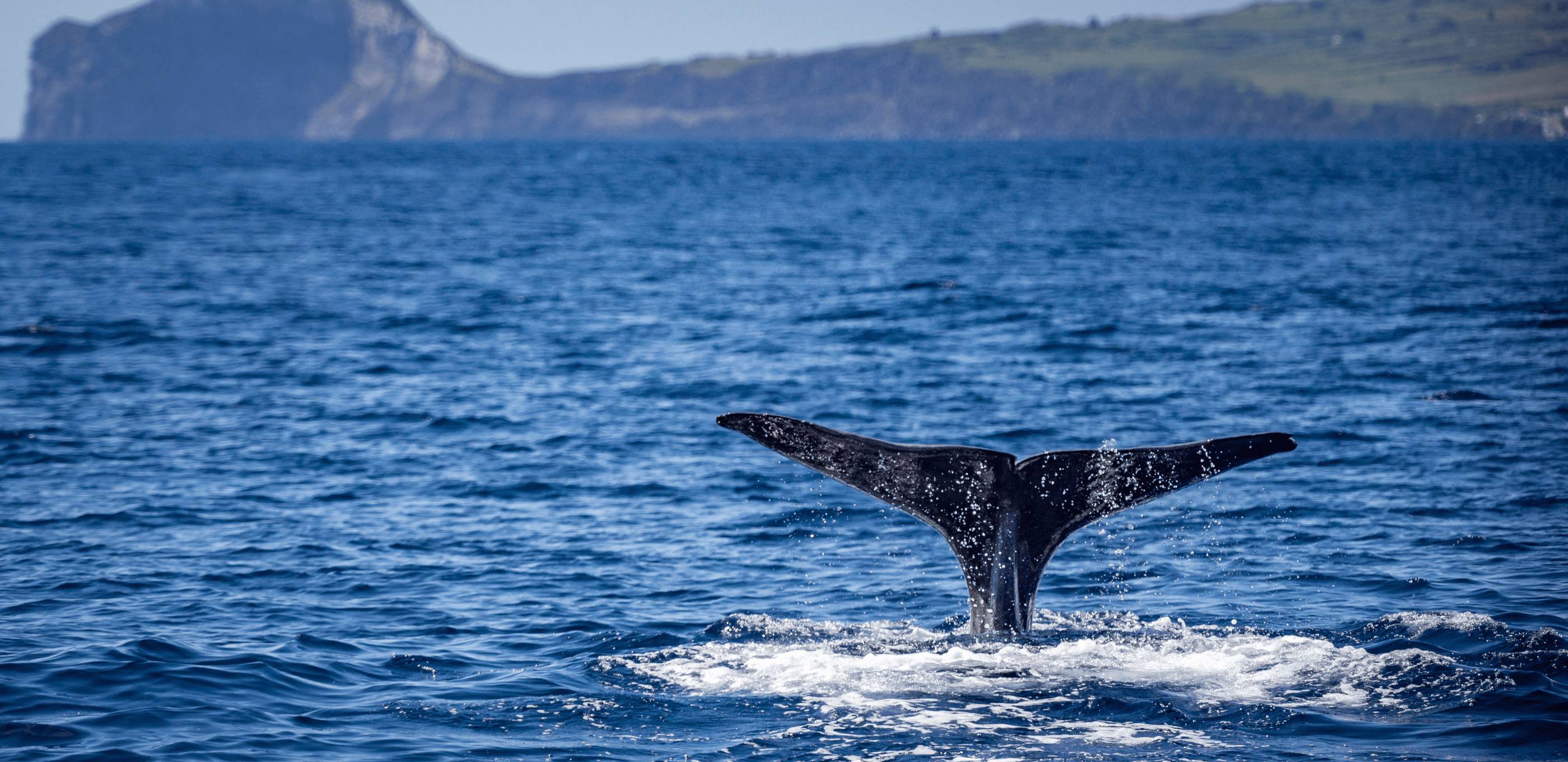 Baleines, Dauphins et Saveurs Locales de São Miguel