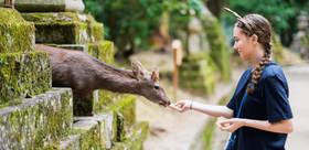 Sur la route d’Osaka : Fushimi Inari, Nara et ses daims sacrés