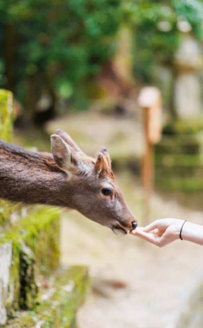 Sur la route d’Osaka : Fushimi Inari, Nara et ses daims sacrés