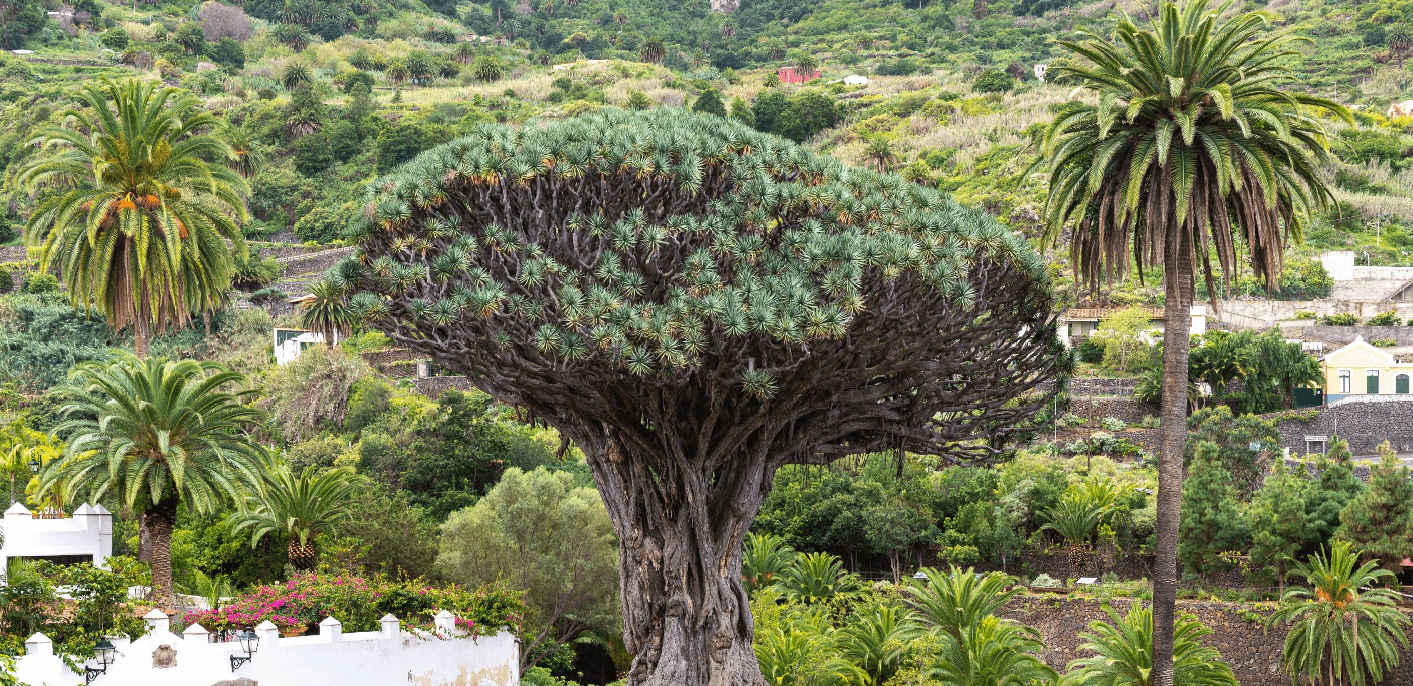 Nord de Tenerife : villages typiques et balade à La Orotava