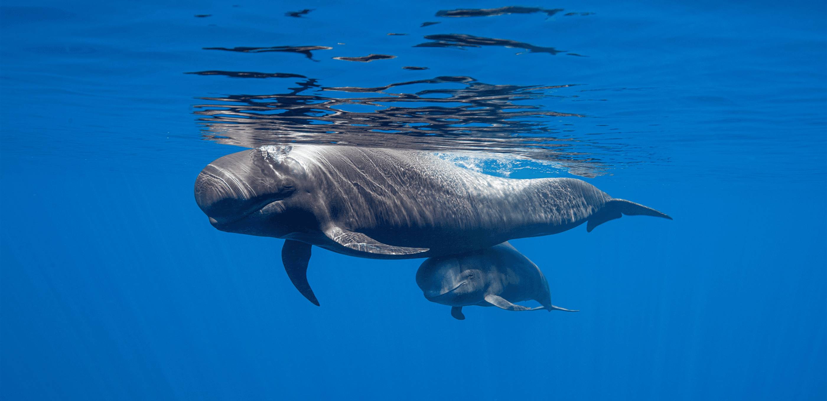  Excursion en mer à Tenerife : cétacés, Los Gigantes & côte ouest