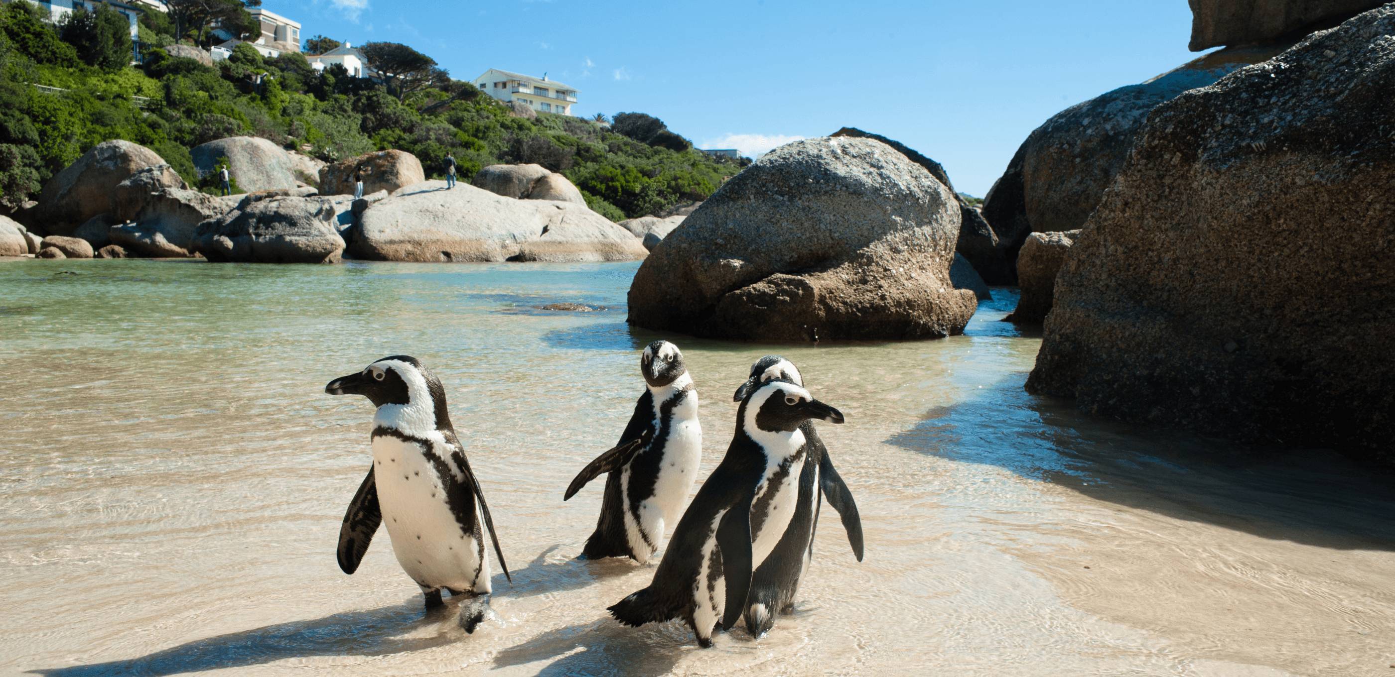 Kayak avec les manchots, Cap de Bonne Espérance et Kirstenbosch