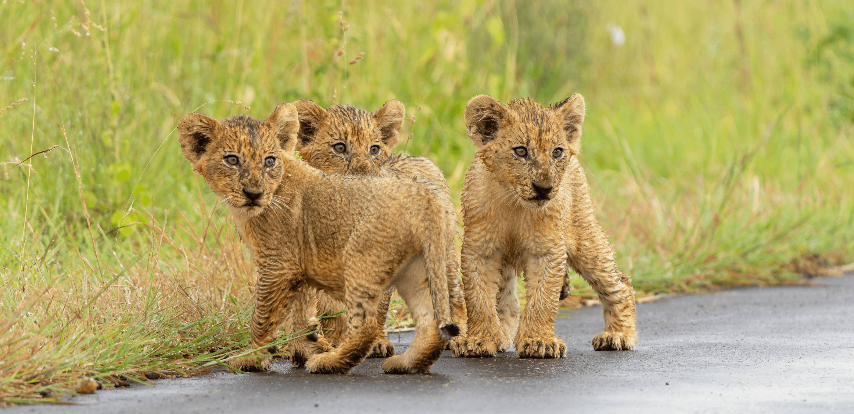 Le Kruger: plus grand terrain de jeu sauvage d'Afrique