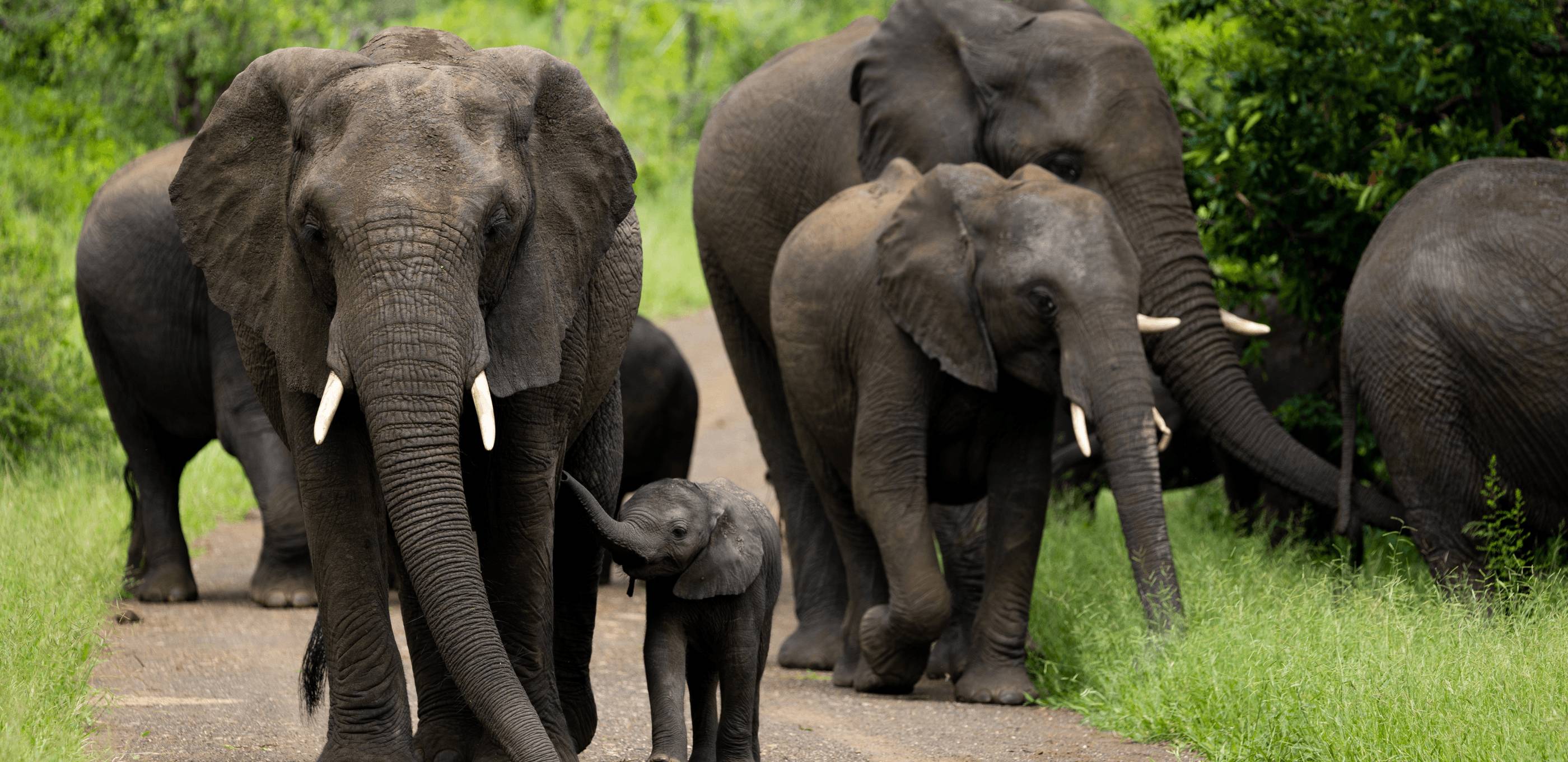 Safari en liberté dans le Kruger au rythme de votre famille