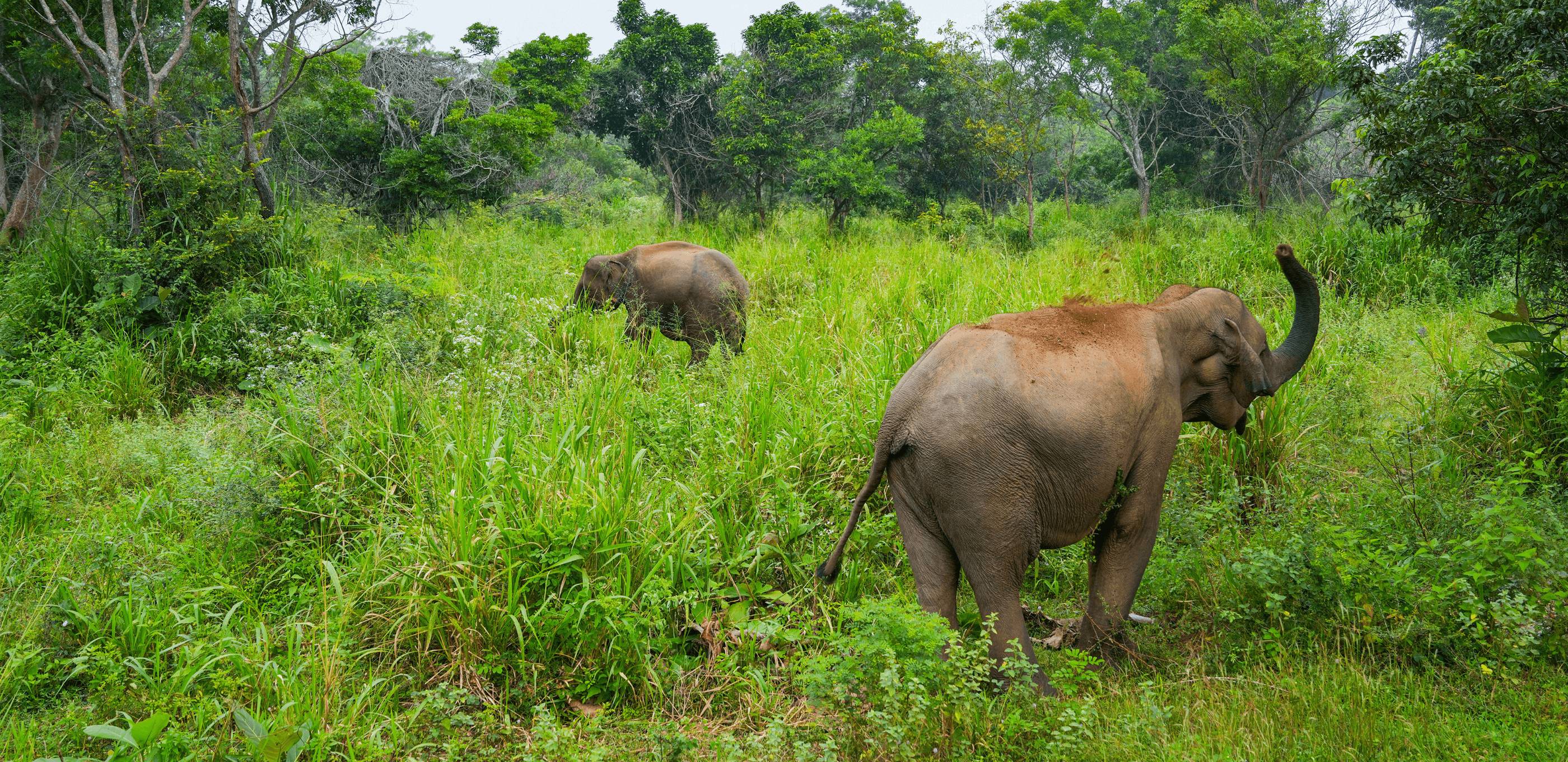 À la rencontre des éléphants sauvages