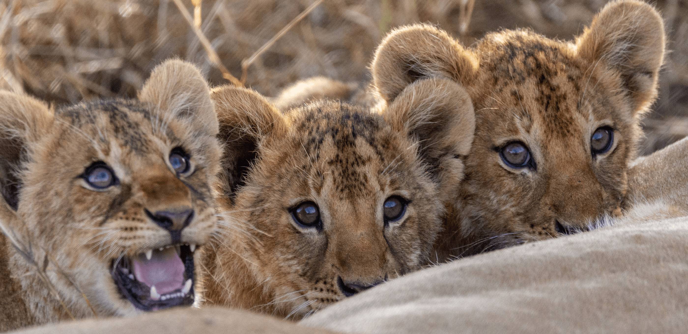 Premiers rugissements : safari au cœur du Tarangire