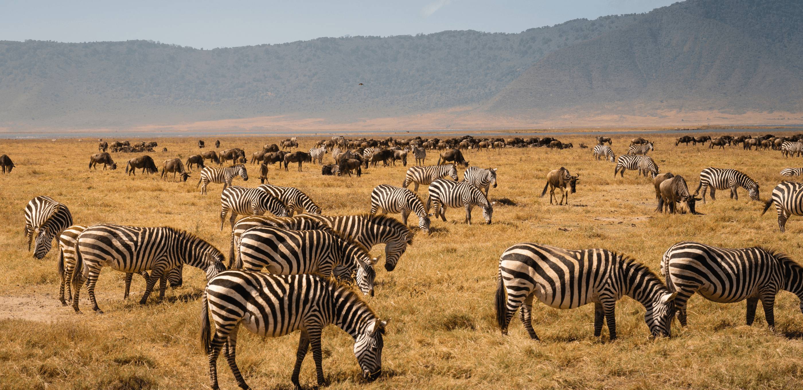 Cratère du Ngorongoro, Big Five et guerriers Masaïs