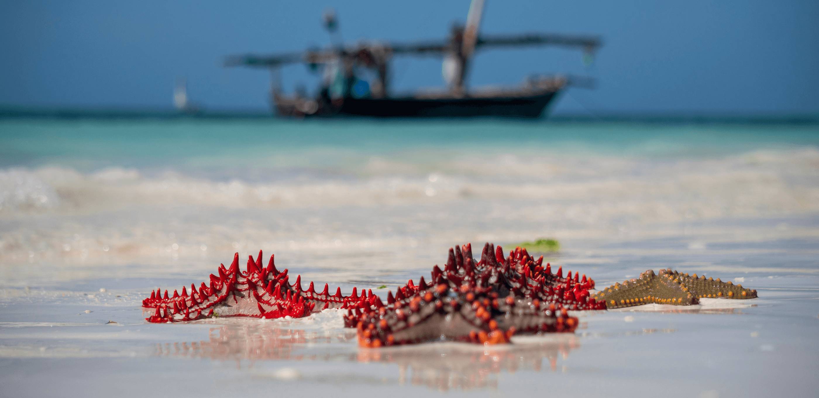 Lagon secret : snorkeling en famille dans les eaux claires de Zanzibar