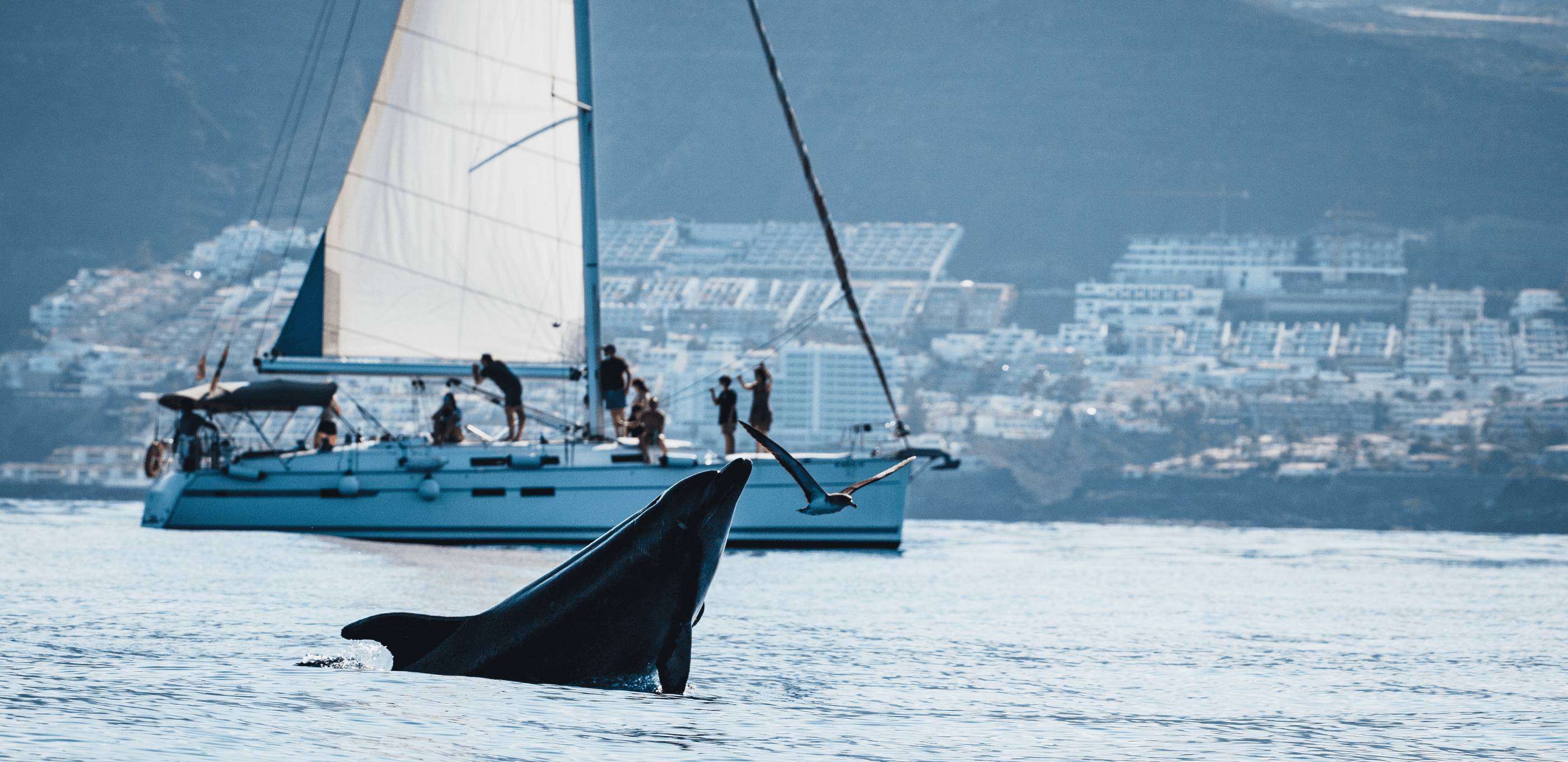 Voilier, baleines pilotes et falaises de los Gigantes