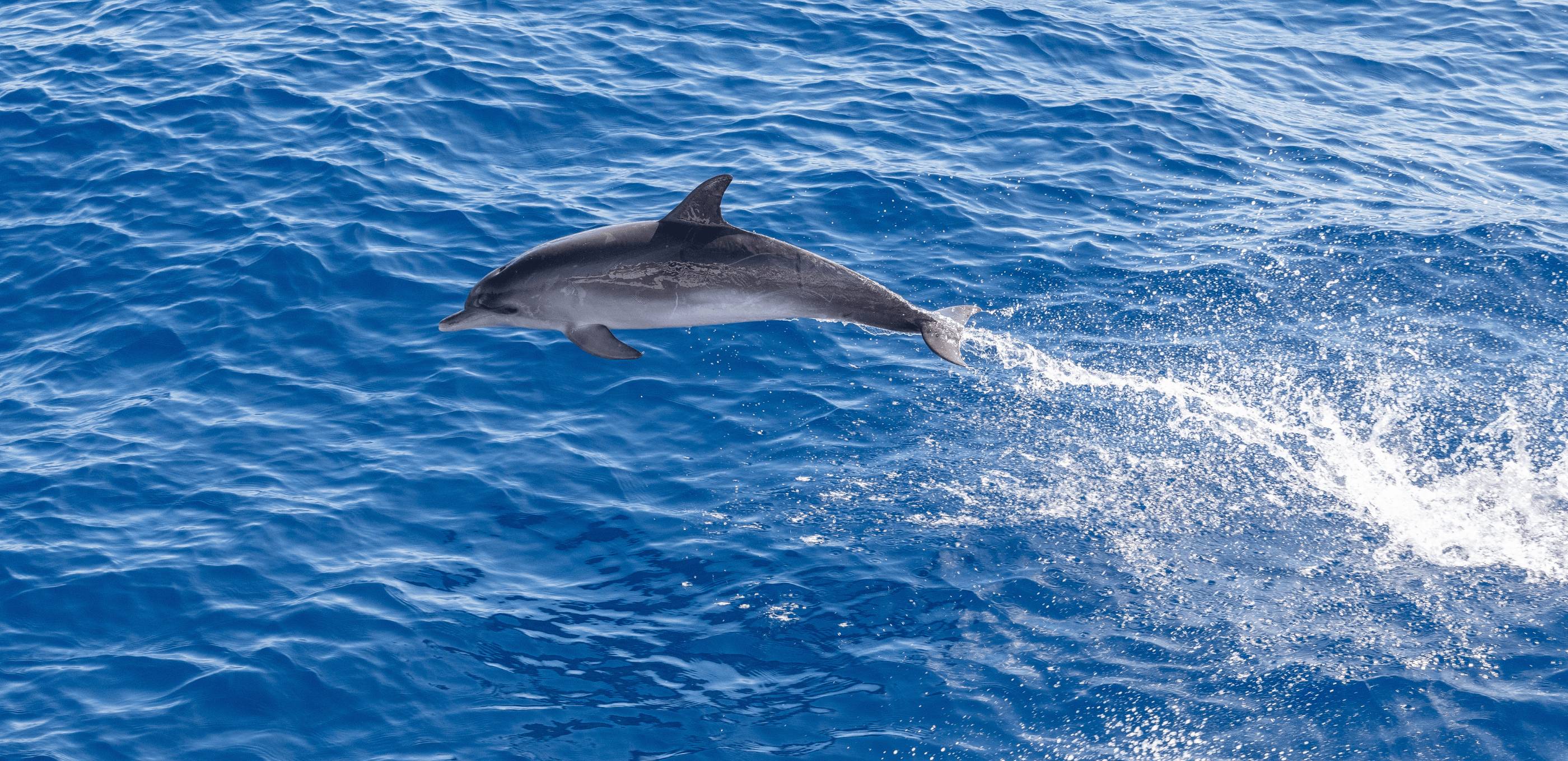 Baleines, dauphins et falaises de légende