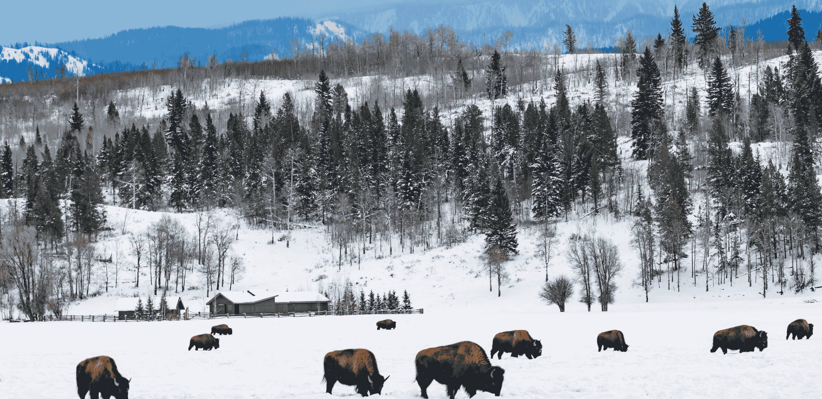 L'hiver à Jackson Hole 