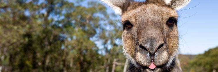 2 jours/1 nuit de safari sur Kangaroo island