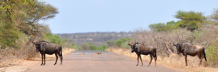 4X4 dans le parc de Waterberg