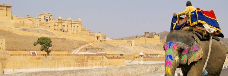 A dos d'éléphant - Jaipur