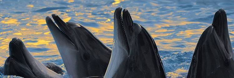 A la rencontre des dauphins et de la baleine bleue