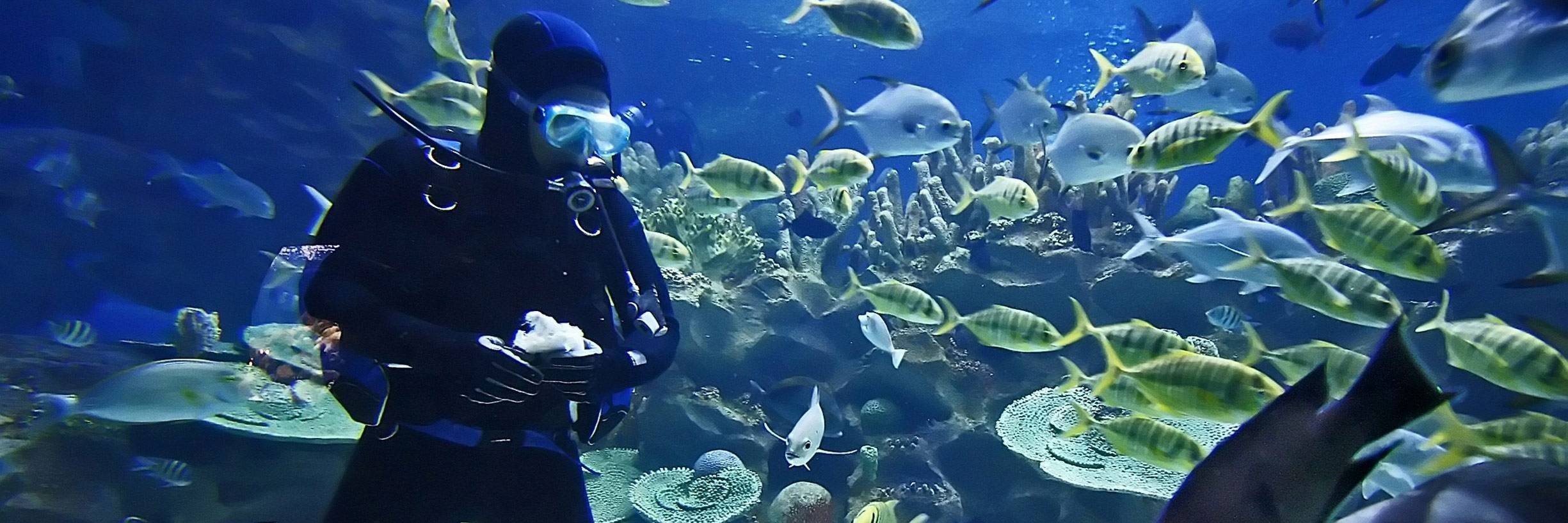 Adventure Aquarium