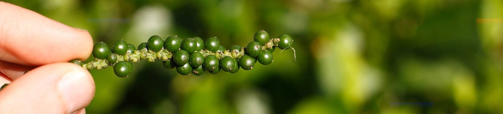 Au cœur d'une plantation de poivrier