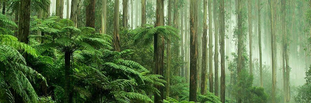 Aventure au cœur de la forêt tropicale