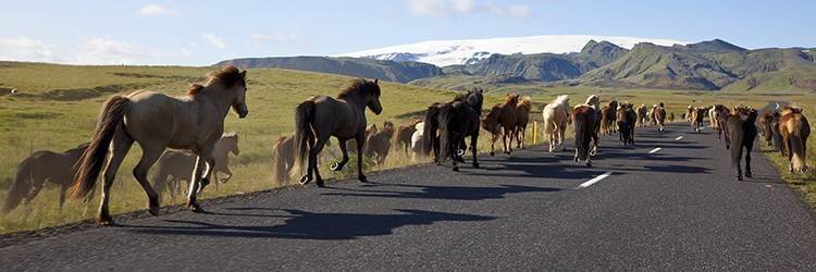 Balade à cheval dans la péninsule de Snaefellsnes