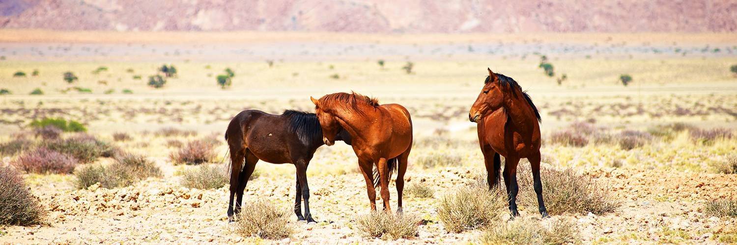 Balade à cheval dans le désert du Namib