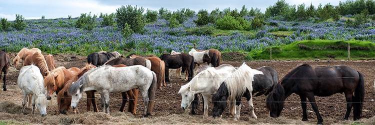 Balade à cheval et terroir